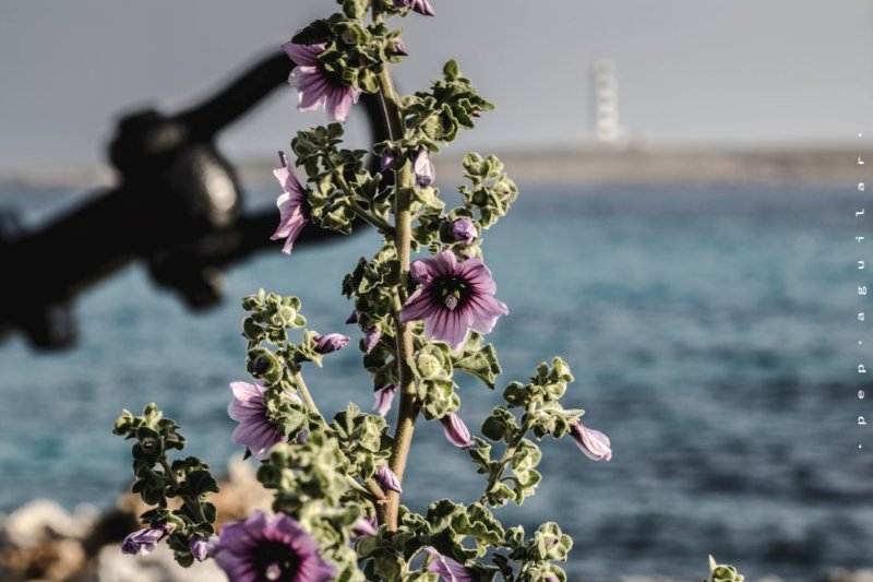 Recorriendo los 7 faros de Menorca por Pep Aguilar (6ª parte)