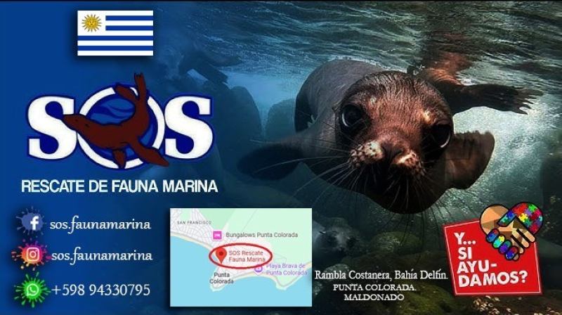 «SOS Rescate de Fauna Marina». Uruguay (2ª parte)